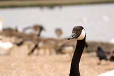 Closeup Of Brant Goose Royalty Free Stock Image