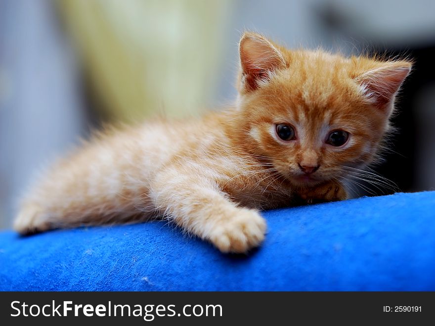 Cute kitten on the blue sofa bed