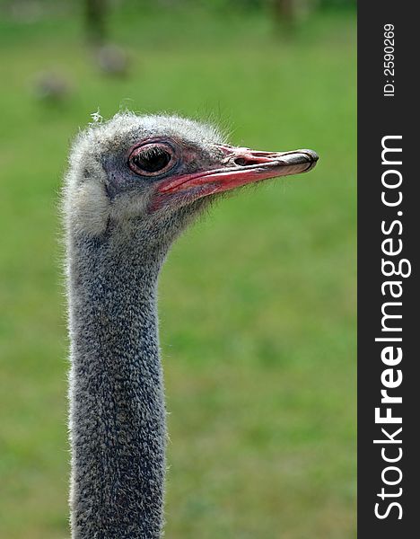 A head close-up of a crane in a park