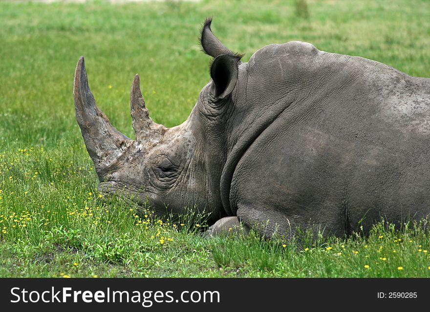 A rhino is sleeping in a zoo.