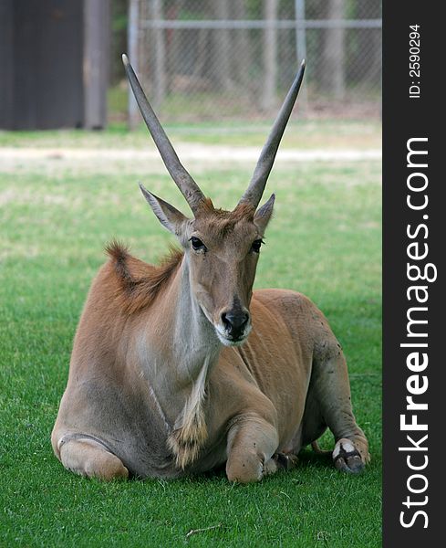 A deer in a zoo, the United States