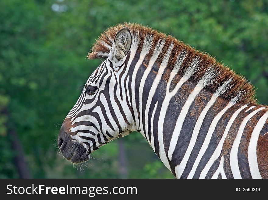 Zebra in a safari park in the United States