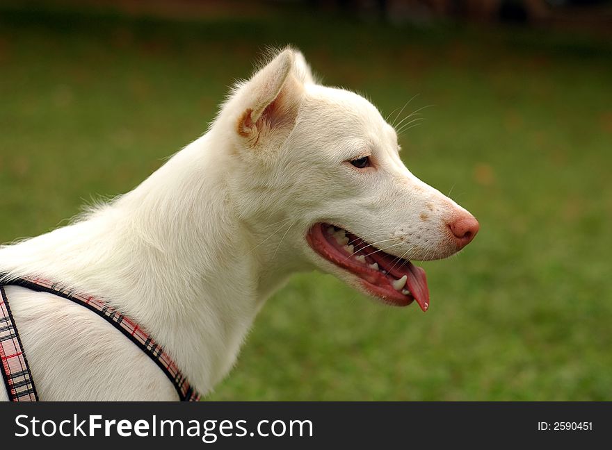 A beautiful white dog from shelter. Love doesn't have to be a pedigree.