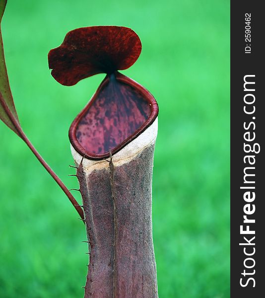 Beautiful monkey pot flower image location at sarawak, malaysian