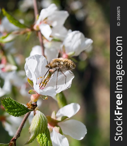 Honeybee insect on blooming branch of cherry flowers in the spring garden. Honeybee insect on blooming branch of cherry flowers in the spring garden