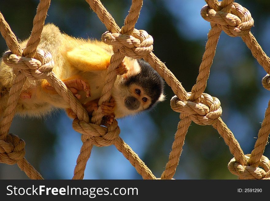 Squirral Monkey On The Ropes