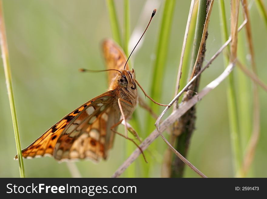 Orange butterfly just landed and looked at lens