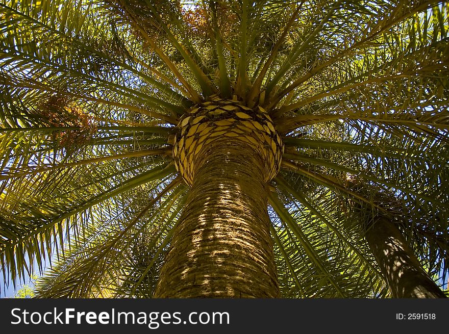 The Date Palm (Phoenix dactylifera) is a palm extensively cultivated for its edible fruit. Due to its long history of cultivation for fruit, its exact native distribution is unknown, but probably originated somewhere in the desert oases of northern Africa, and perhaps also southwest Asia.