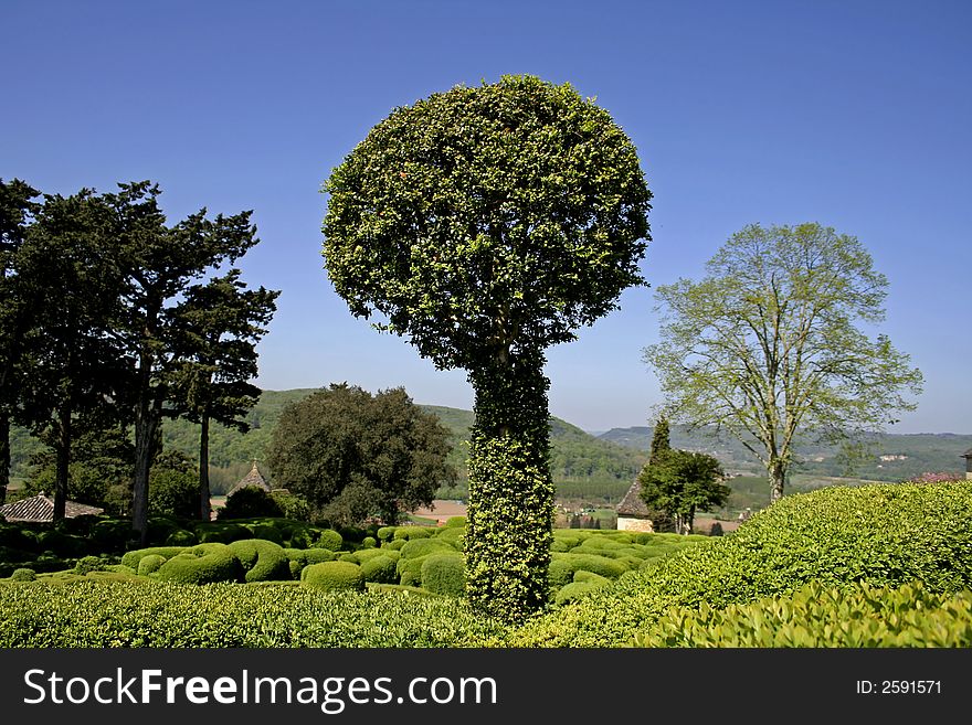 Round tree bush in landscaped gardens, marqueyssac,