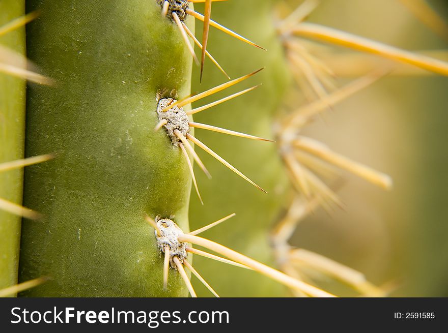 Detail macro photo of few sharp cactus spikes.