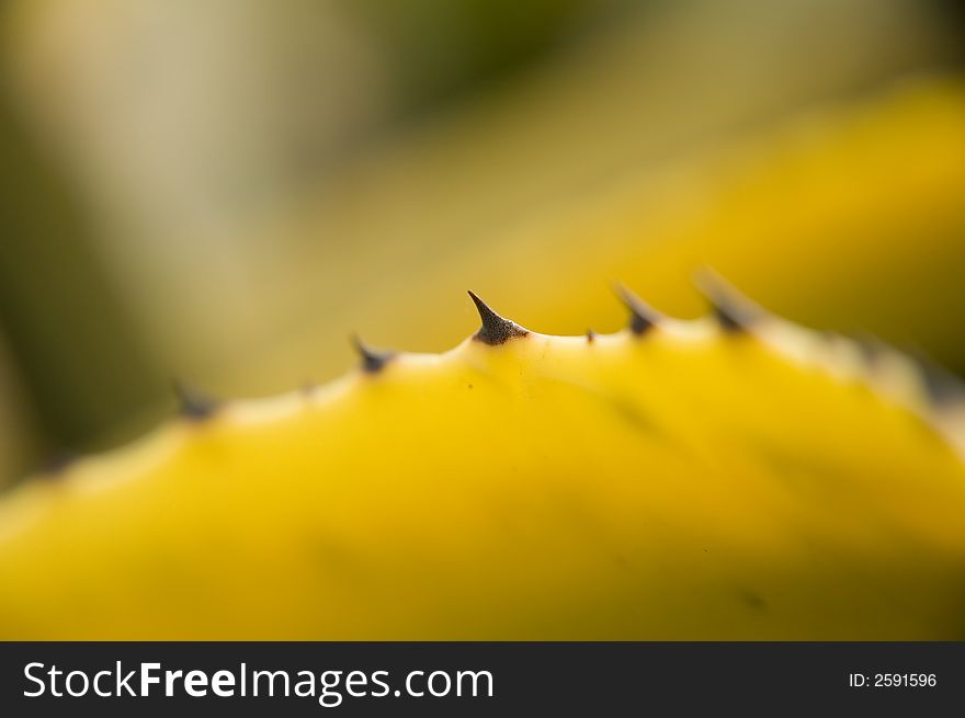 Detail macro photo of few sharp agave spikes.