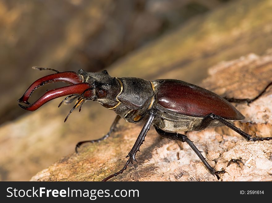 Close up of large european stag beetle. Close up of large european stag beetle