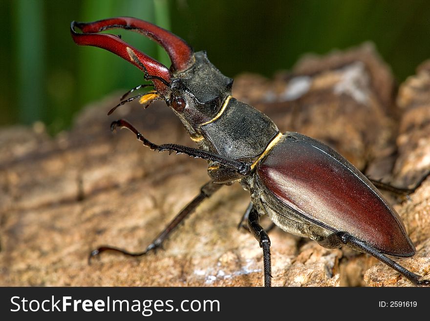 Close up of large european stag beetle. Close up of large european stag beetle
