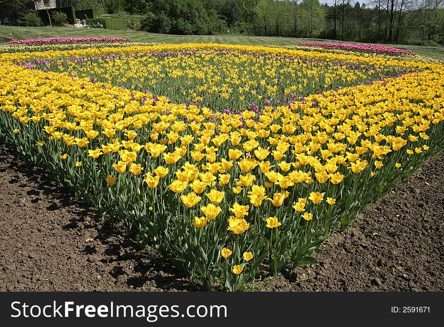 Flowerbed Of Tulips