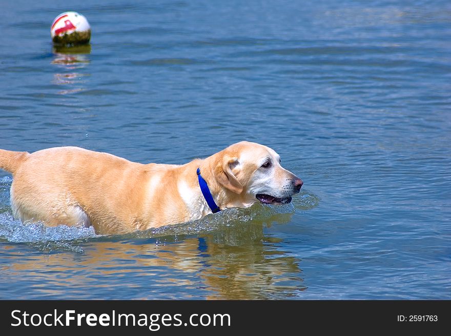 Labrador Dog Playing in the sea. Labrador Dog Playing in the sea