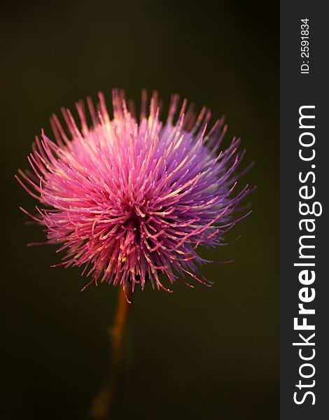 Pink flower, looks like a hedgehog, closeup. Pink flower, looks like a hedgehog, closeup