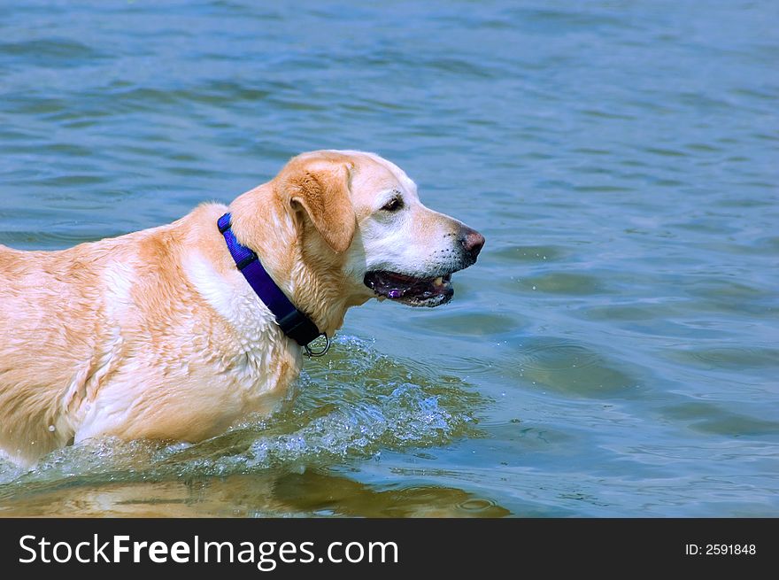 Wet Labrador dog enjoying a dip in the sea. Wet Labrador dog enjoying a dip in the sea