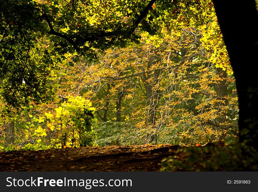 Early fall in park with colorful trees