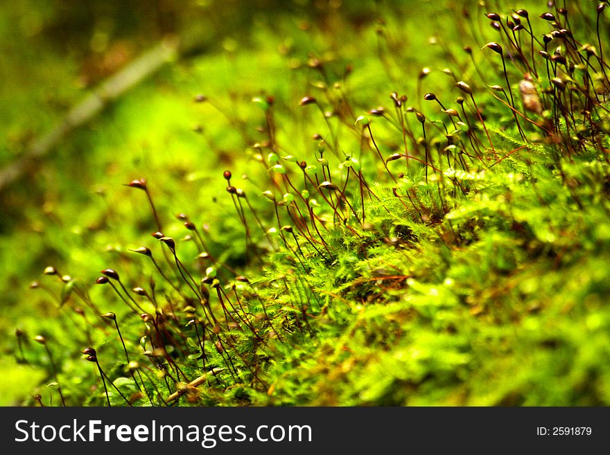 Green moss carpet with some periscopes, closeup. Green moss carpet with some periscopes, closeup