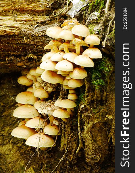 Mushrooms on a fallen tree in autumn, closeup. Mushrooms on a fallen tree in autumn, closeup