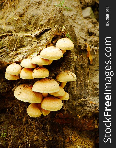Group Of Mushrooms 2