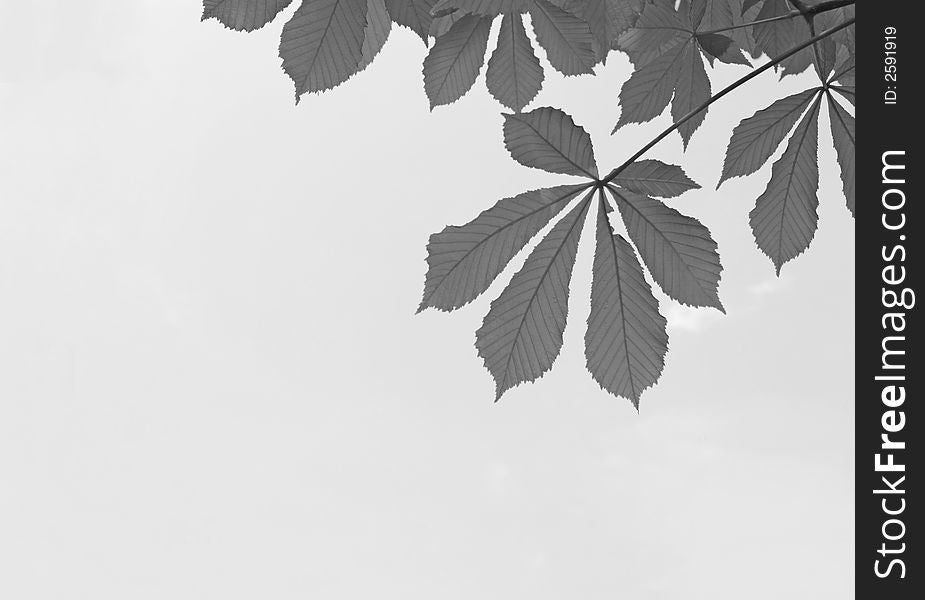 Black and white maple leaves background