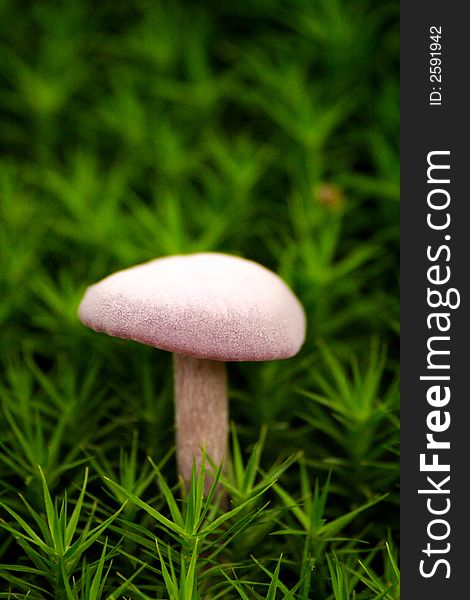Solitary mushroom in green moss carpet, macro.