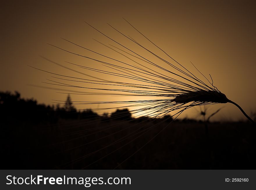 A wheat straw silhouette and a sunset on the background. A wheat straw silhouette and a sunset on the background.