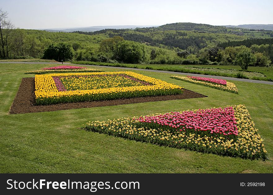 Yellow and pink tulips in garden. Yellow and pink tulips in garden