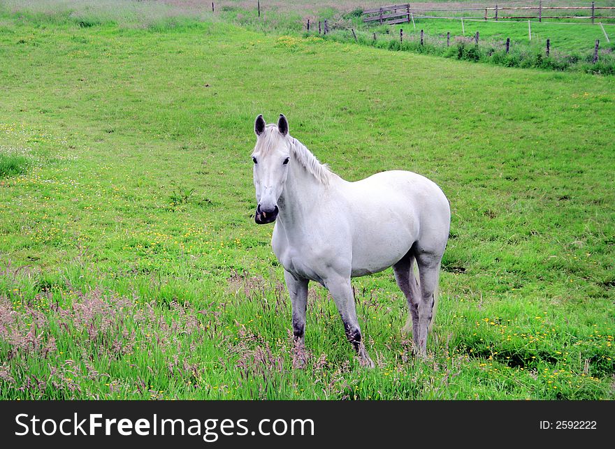 White Stallion In Pasture