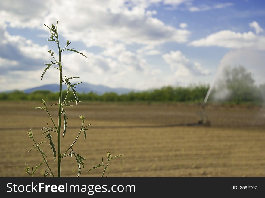 Plant in focus with an hydrant irrigating a field in Umbria out of focus in the background, Italy. Plant in focus with an hydrant irrigating a field in Umbria out of focus in the background, Italy.