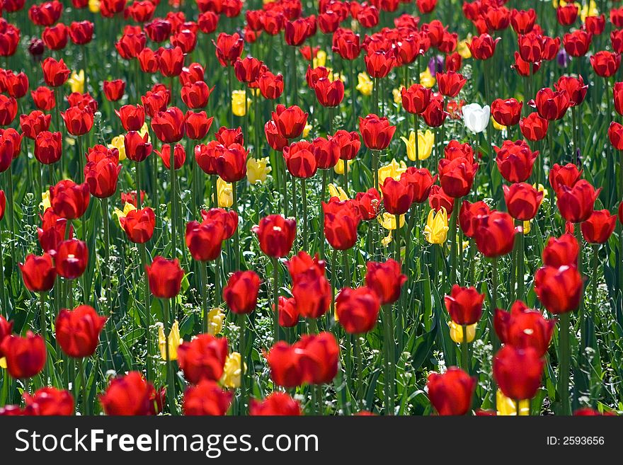 Field of many red tulips