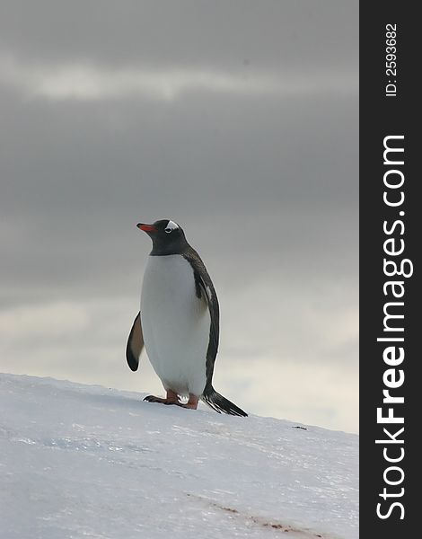 PAPUA PENGUIN STANDING ON AN ICEBERG