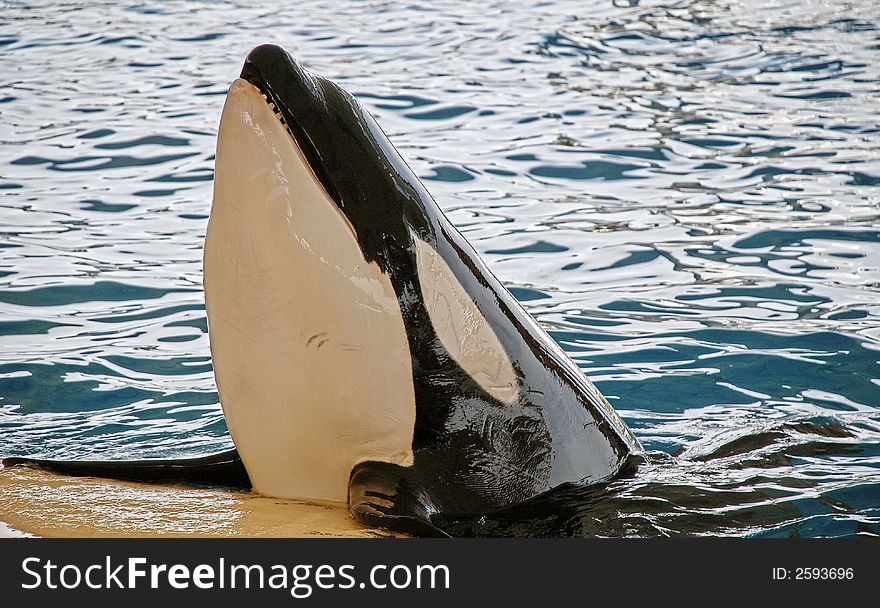 Shiny with water an orca whale lifts its snout