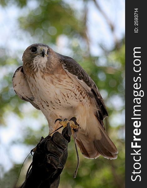 Hawk on master's hand