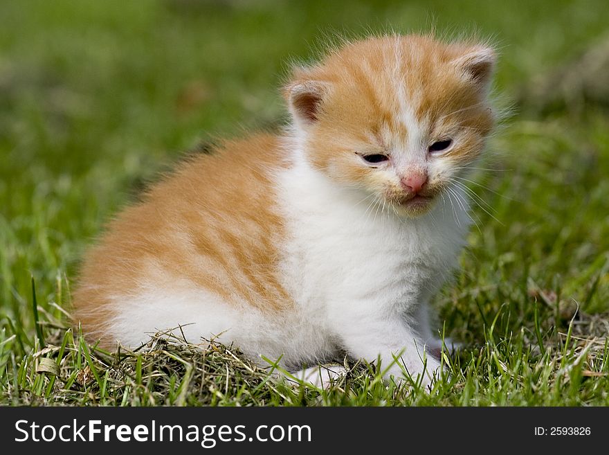 A kitten playing on the grass