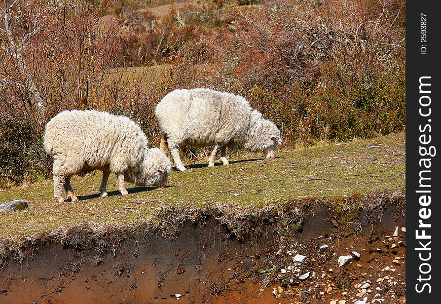 Two merino sheeps feeding in patagonia. Two merino sheeps feeding in patagonia