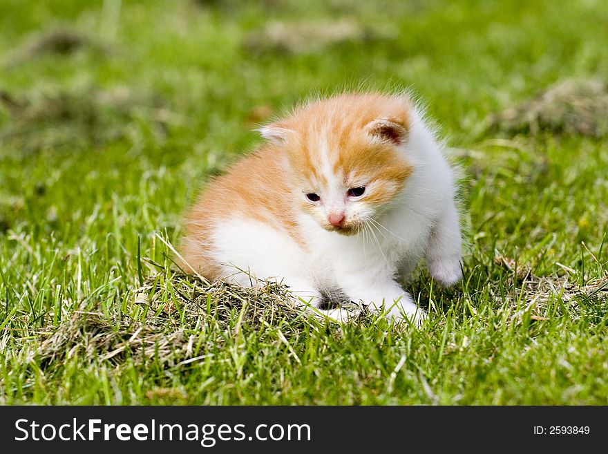 Kitten playing on the grass