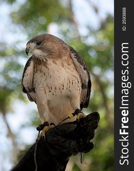 Hawk on master's hand