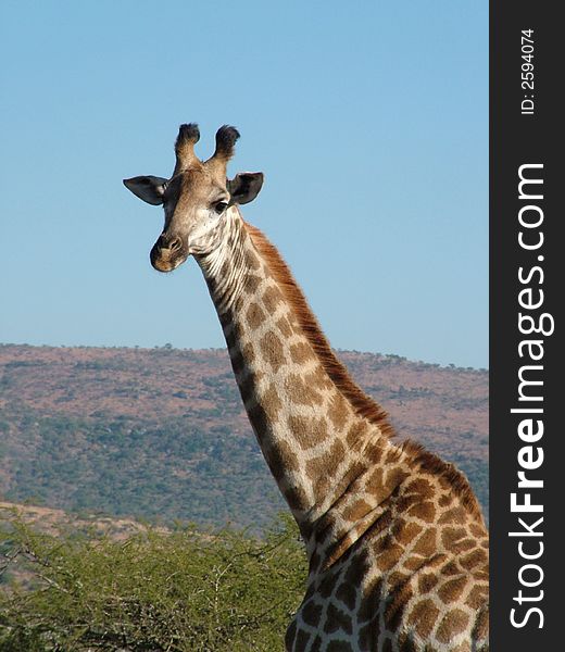 Giraffe standing and staring at the camera