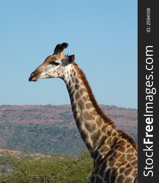 A Giraffe looking ahead of itself