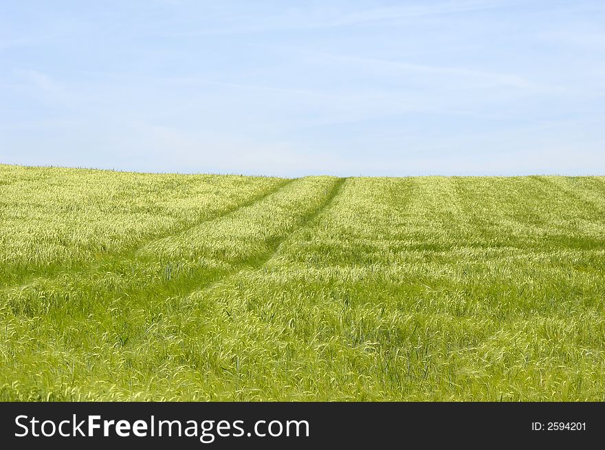 Green field and blue sky.