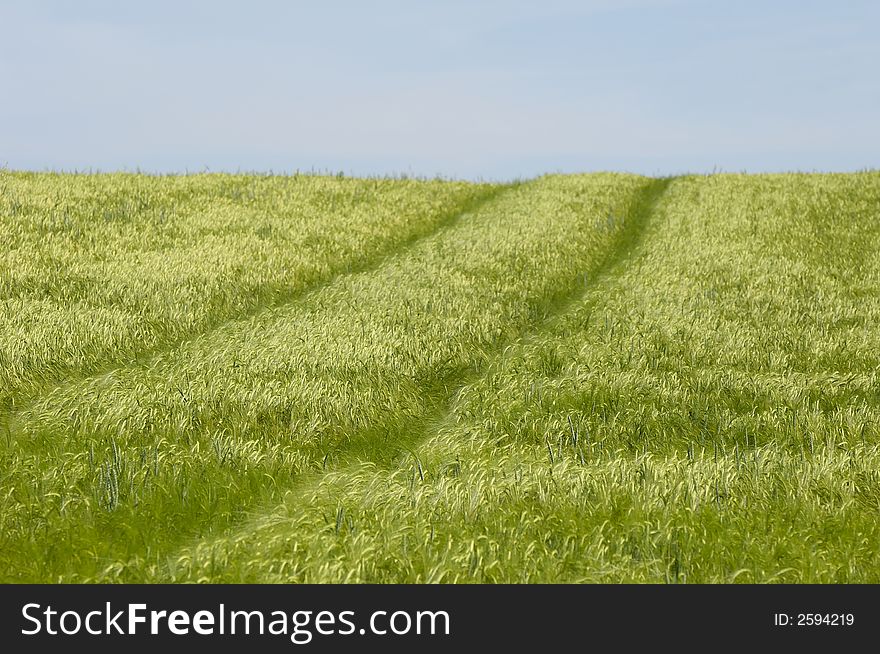 Track on a green field. Track on a green field.