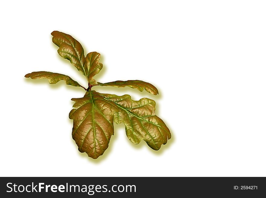 Oak leaves isolated on a white background.