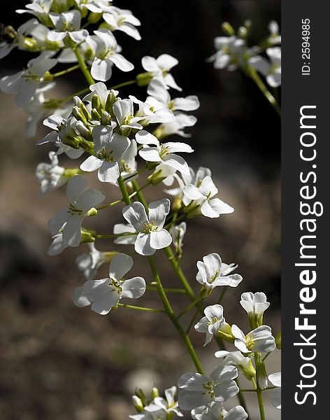 Arabis x sturii 

Airy stems of delicate white blossoms rise above this mat forming plant in the spring sunshine.
. Arabis x sturii 

Airy stems of delicate white blossoms rise above this mat forming plant in the spring sunshine.