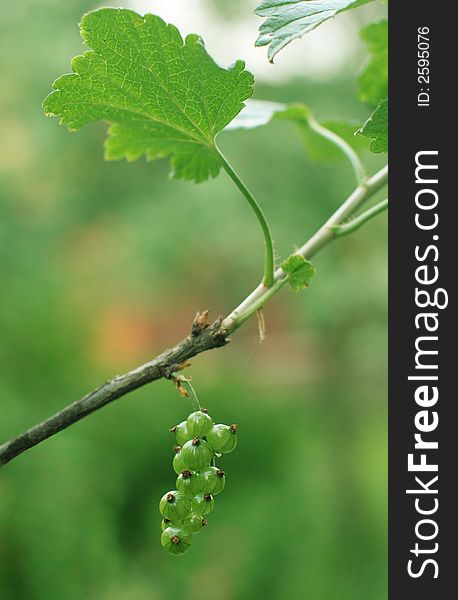 canon 20D.
Berries of a currant in the beginning of summer.