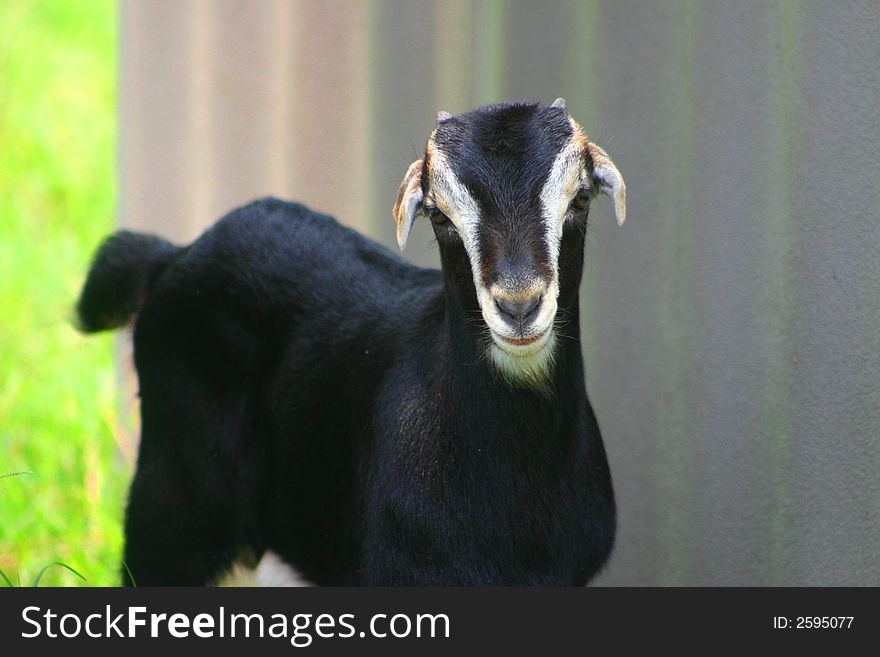 Image of a Baby La Mancha Goat. Image of a Baby La Mancha Goat