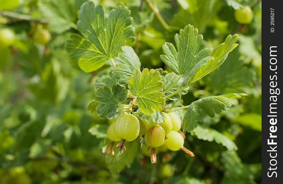 Canon EOS 20D. Branch of a gooseberry under the sun