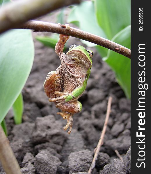 Prankish frog on a brunch