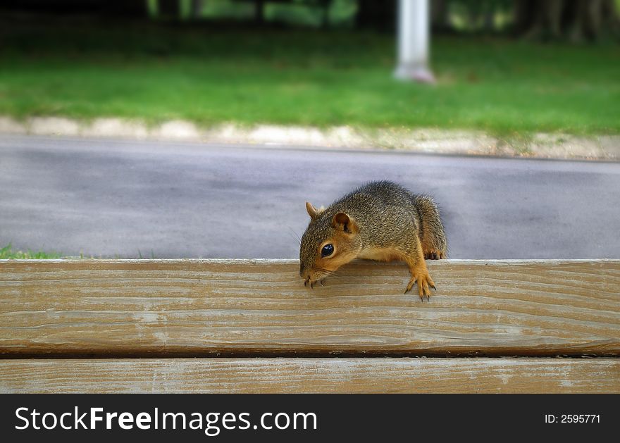 A curious squirrel perched on a park bench.